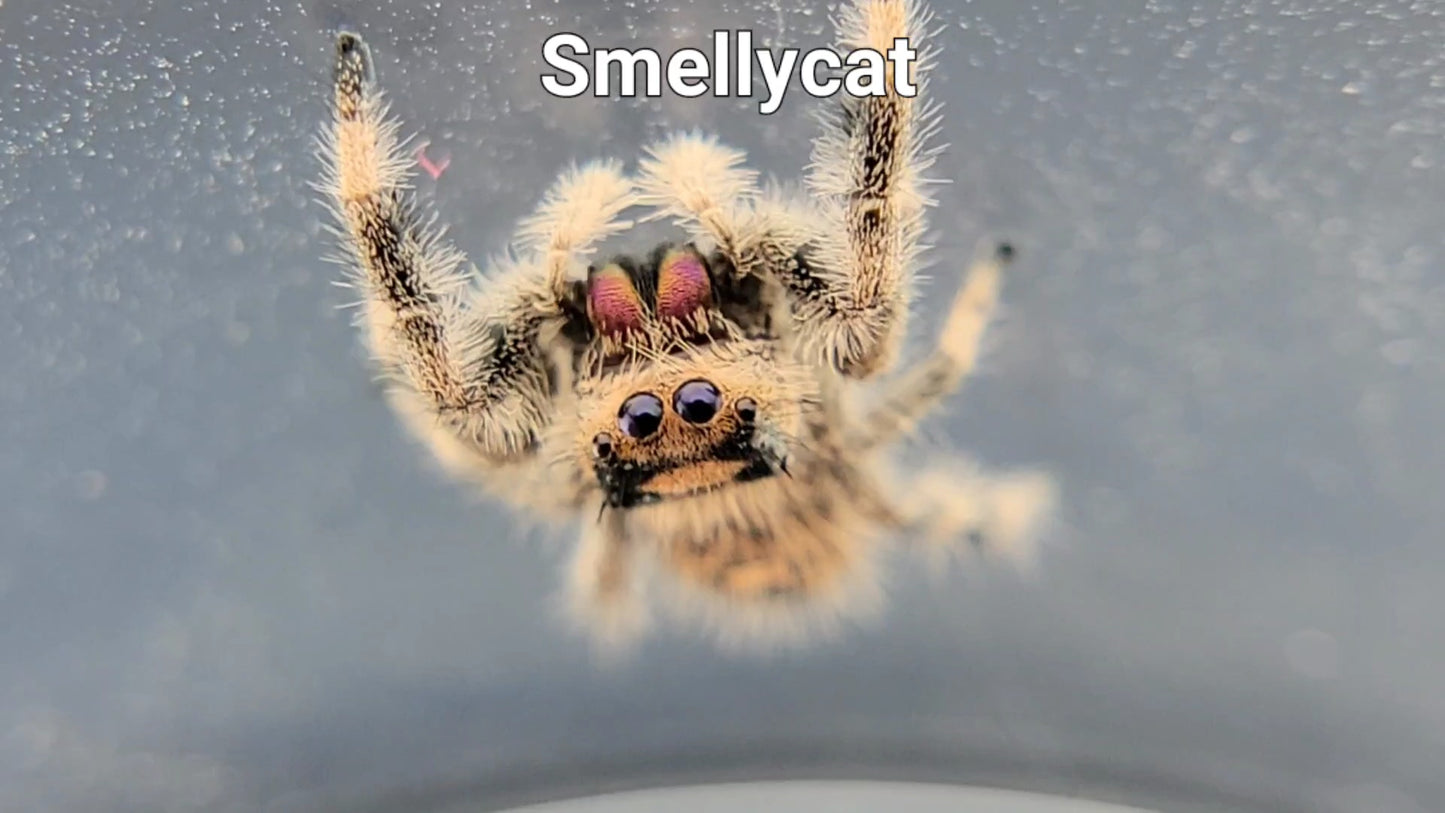 Smellycat - Female Regal (Shipping Invoiced Separately)