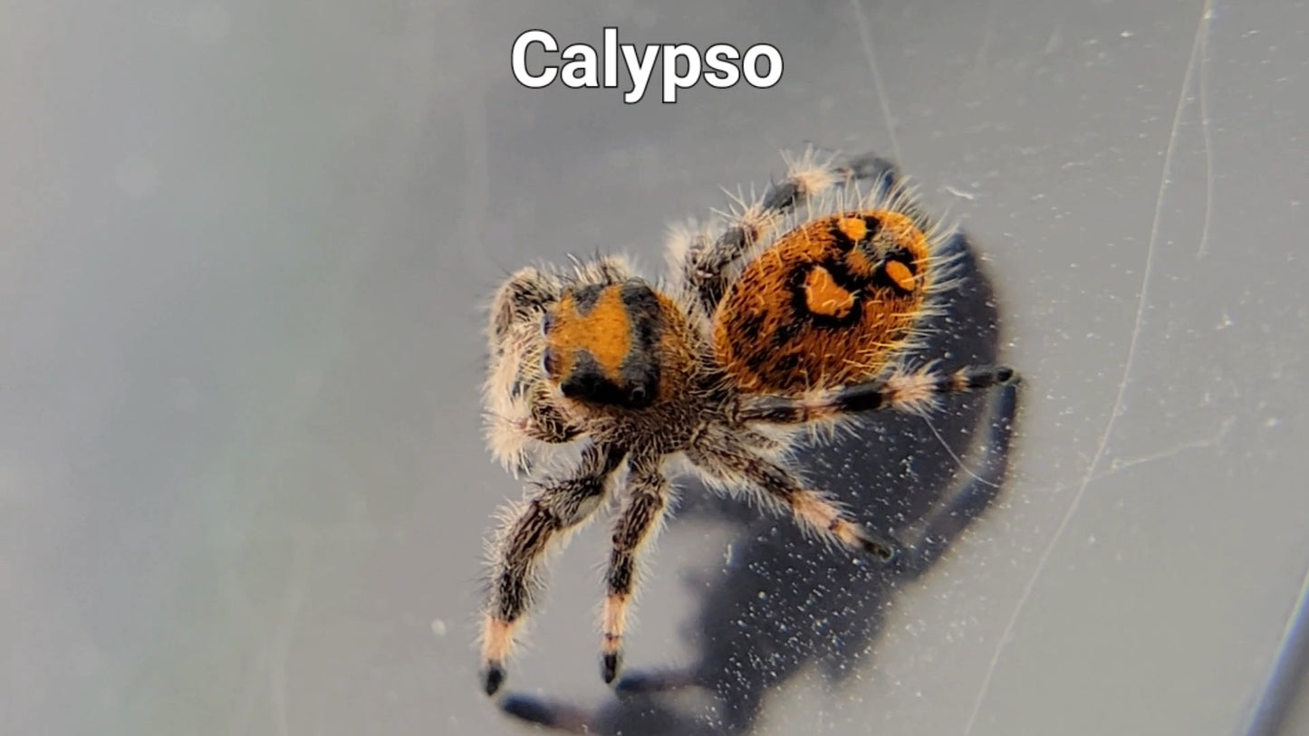 Calypso - Female Regal (Shipping Invoiced Separately)