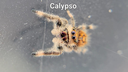 Calypso - Female Regal (Shipping Invoiced Separately)