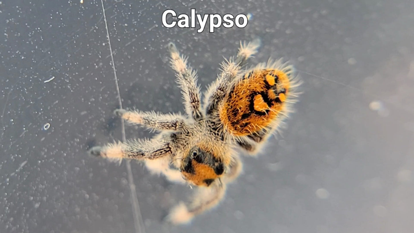 Calypso - Female Regal (Shipping Invoiced Separately)