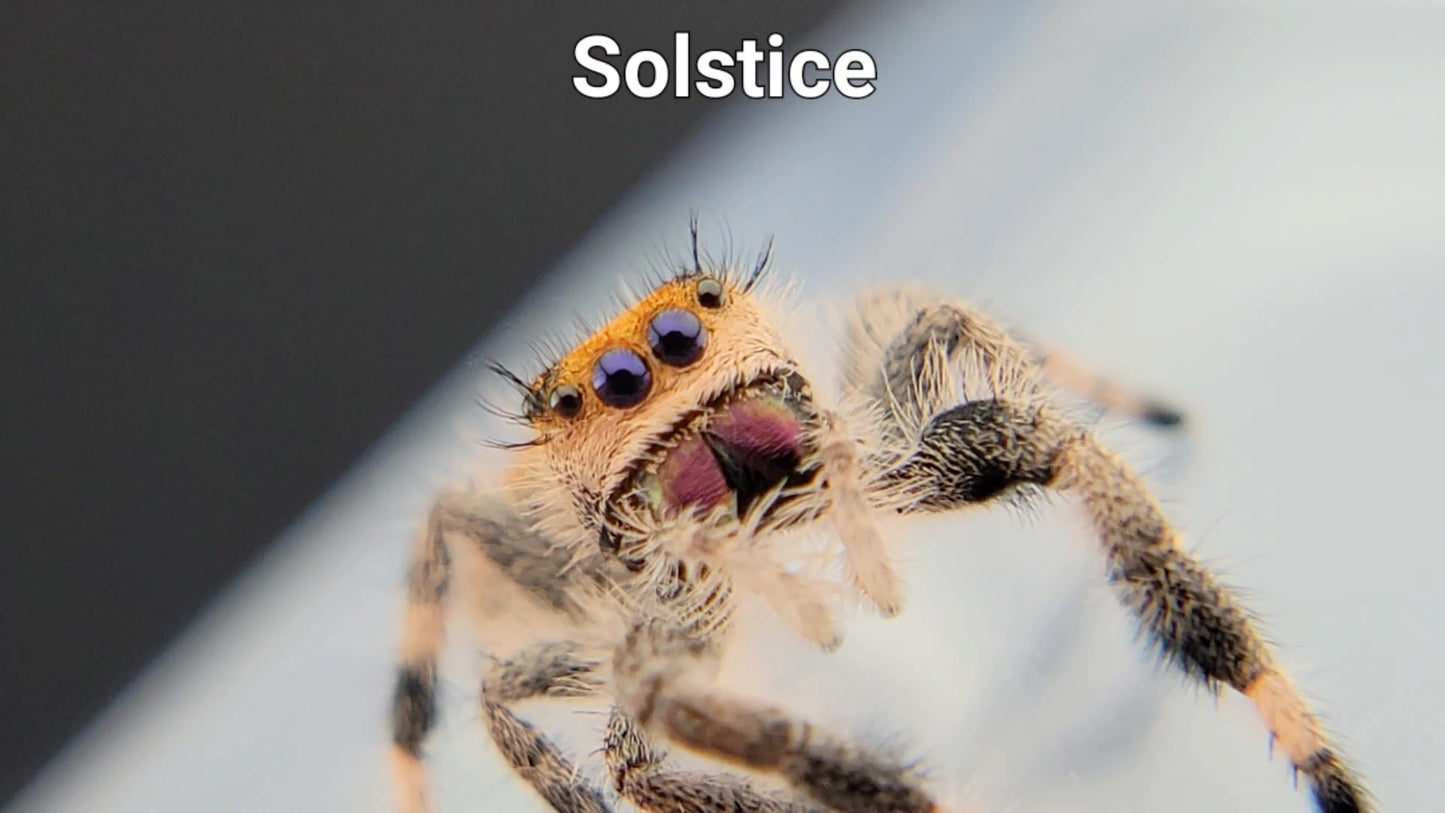 Solstice - Female Regal (Shipping Invoiced Separately)