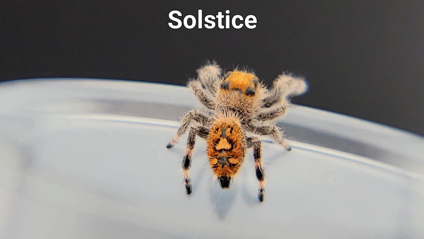 Solstice - Female Regal (Shipping Invoiced Separately)