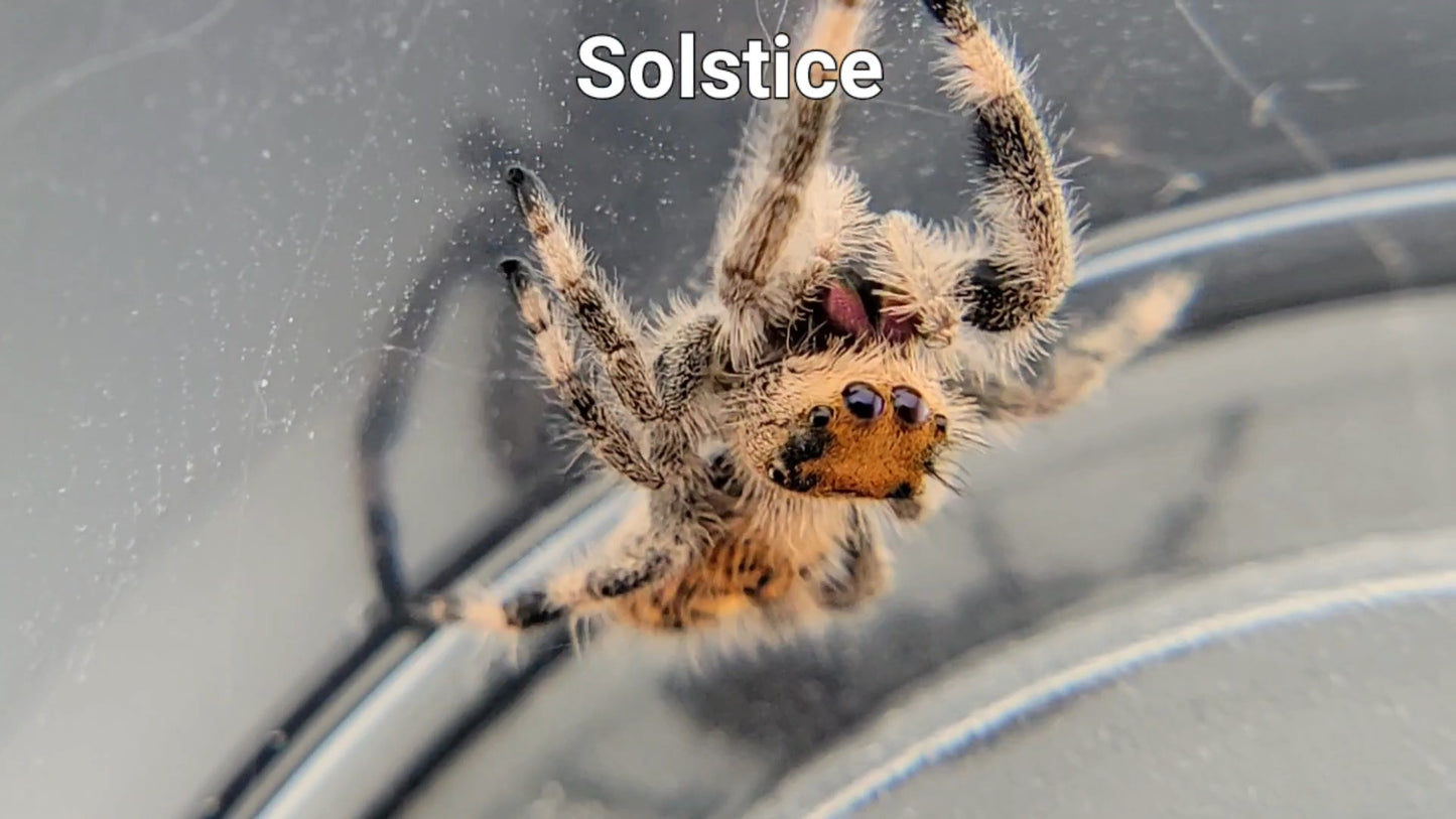 Solstice - Female Regal (Shipping Invoiced Separately)