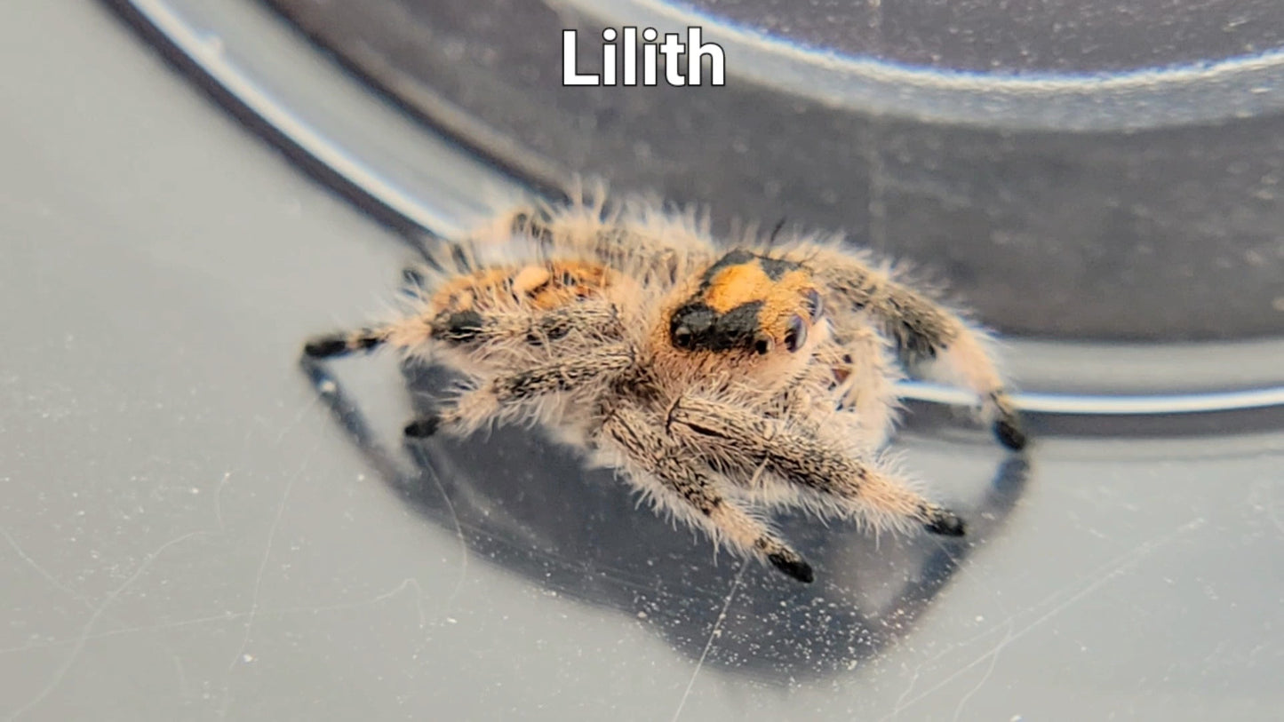 Lilith - Female Regal (Shipping Invoiced Separately)