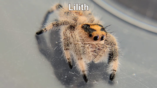 Lilith - Female Regal (Shipping Invoiced Separately)