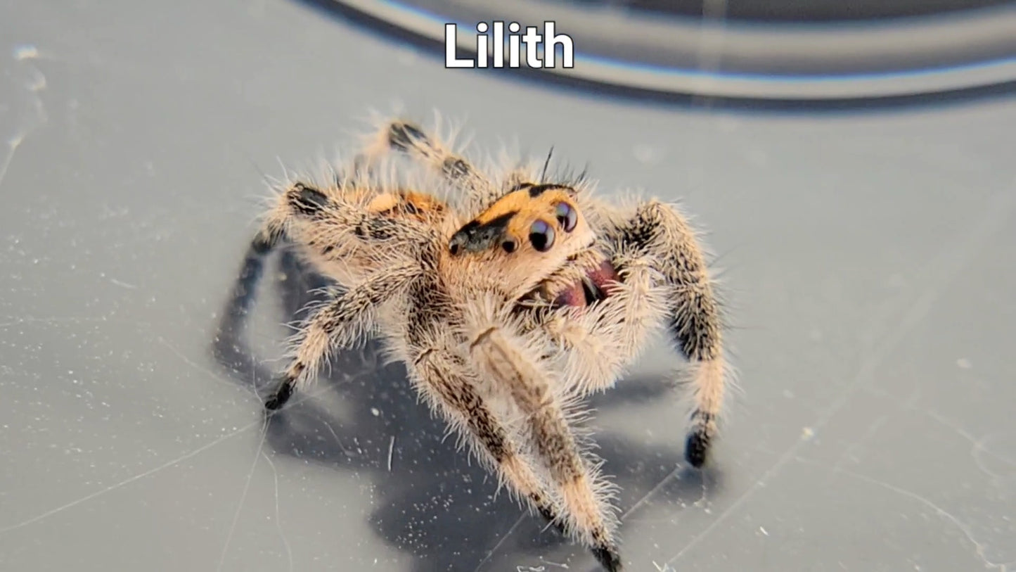 Lilith - Female Regal (Shipping Invoiced Separately)