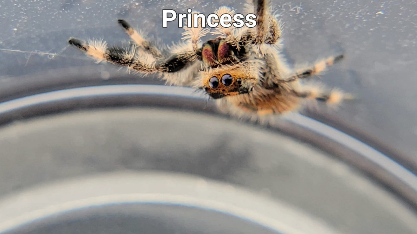 Princess - Female Regal (Shipping Invoiced Separately)