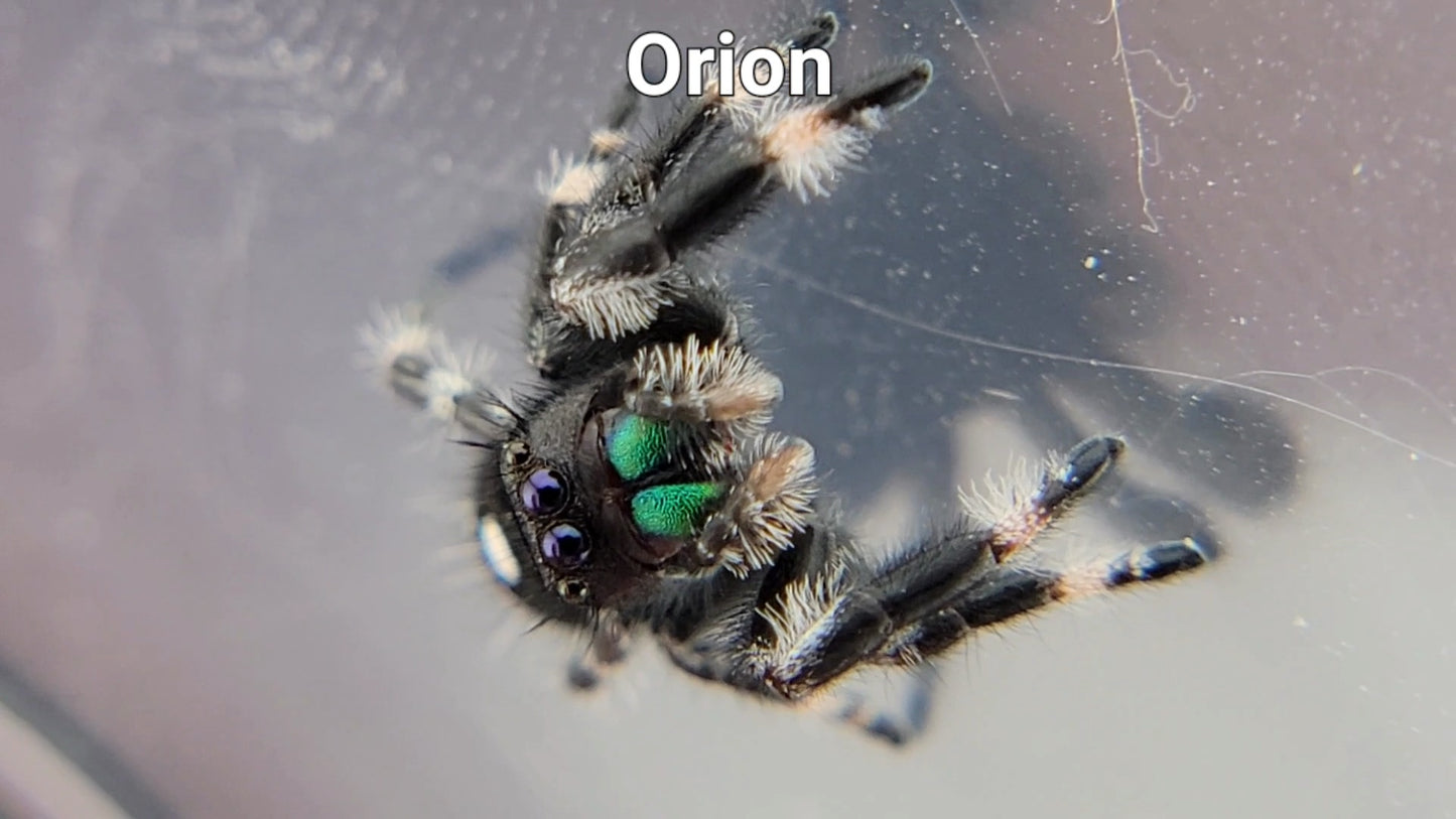 Orion - Male Regal (Shipping Invoiced Separately)