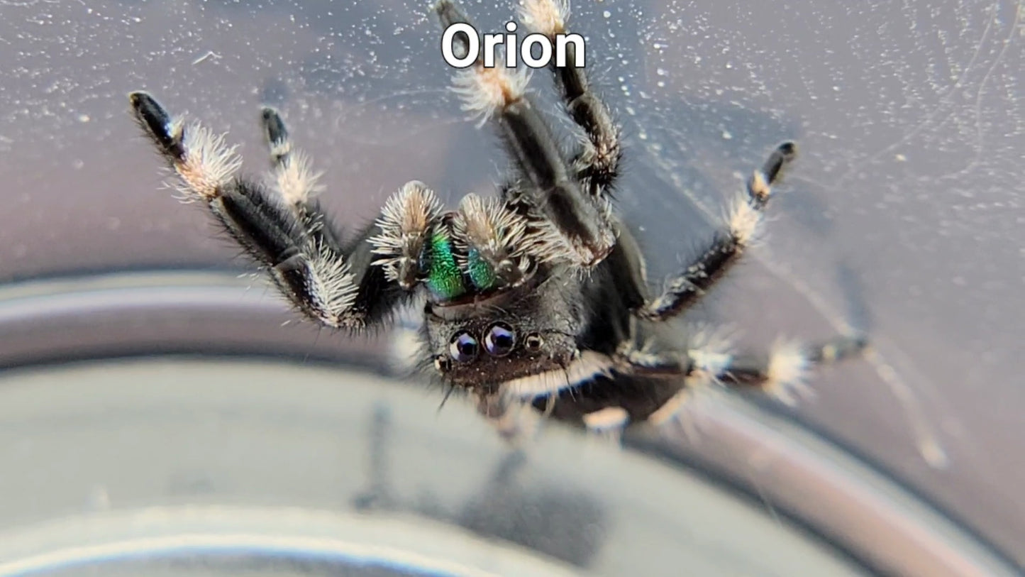 Orion - Male Regal (Shipping Invoiced Separately)