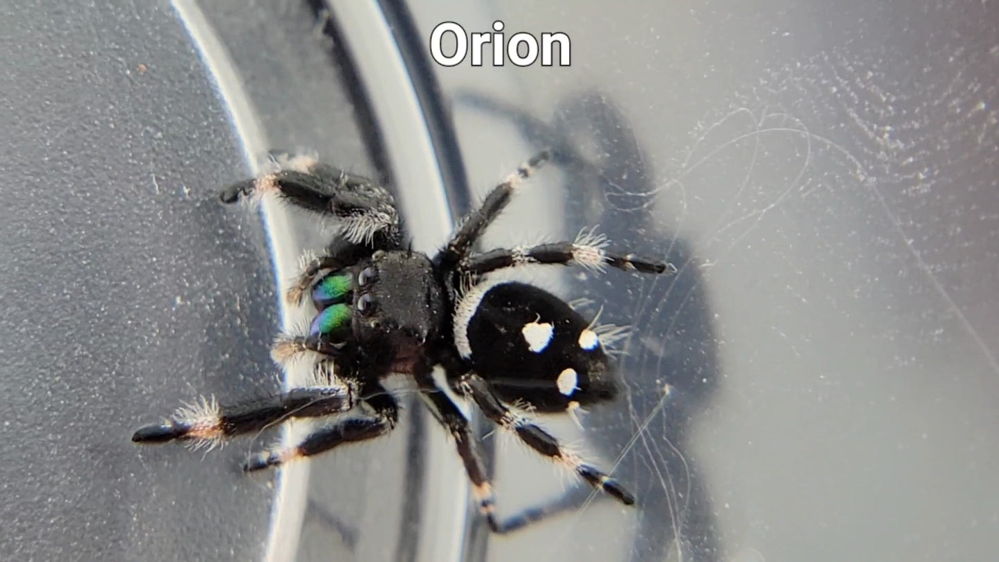 Orion - Male Regal (Shipping Invoiced Separately)