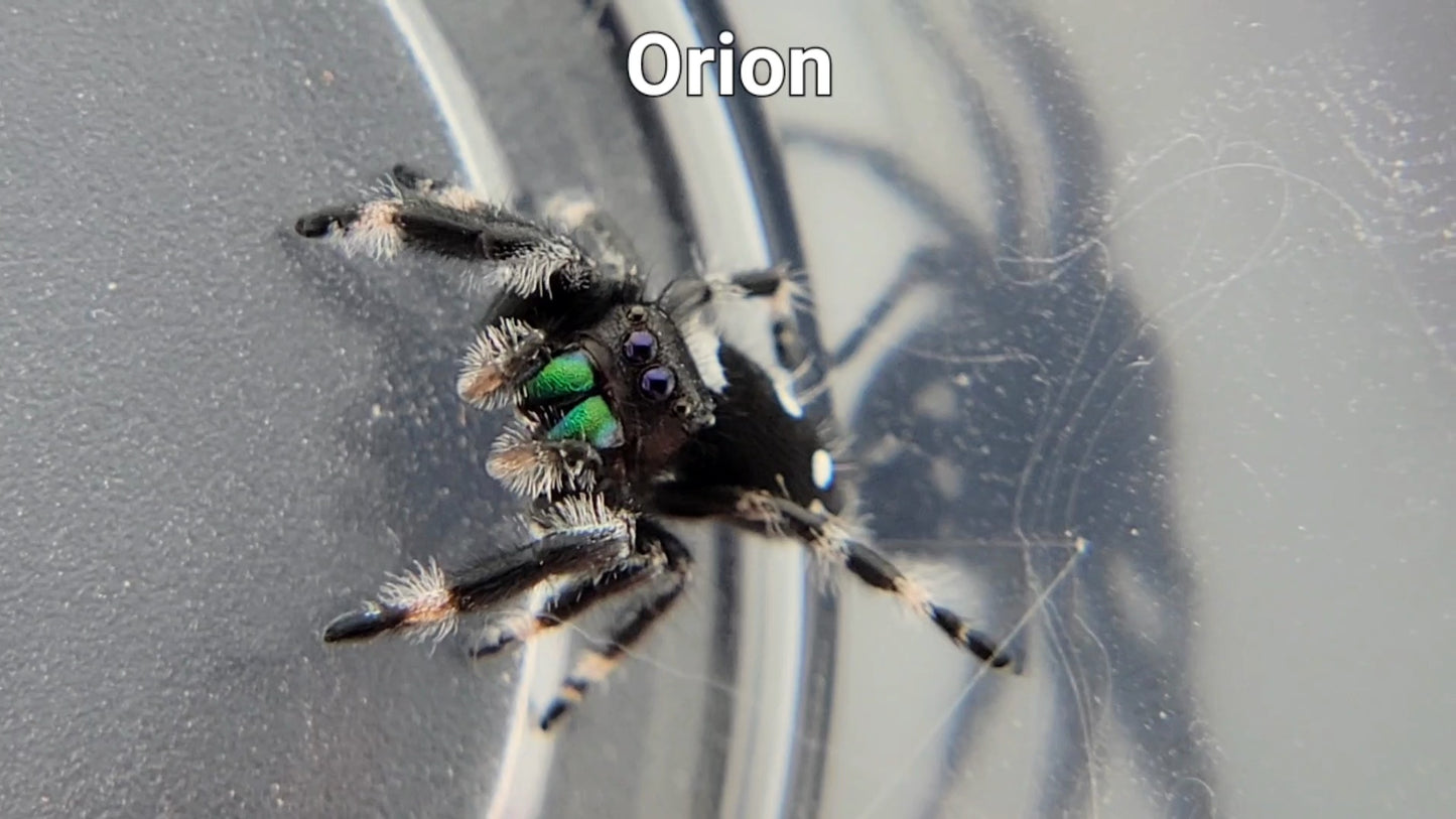 Orion - Male Regal (Shipping Invoiced Separately)