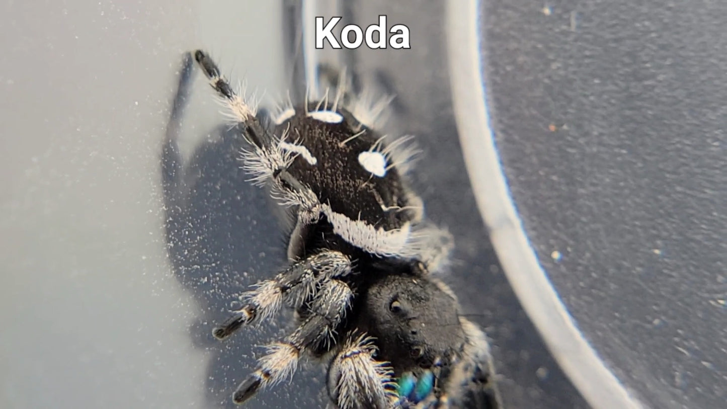 Koda - Male Regal (Shipping Invoiced Separately)