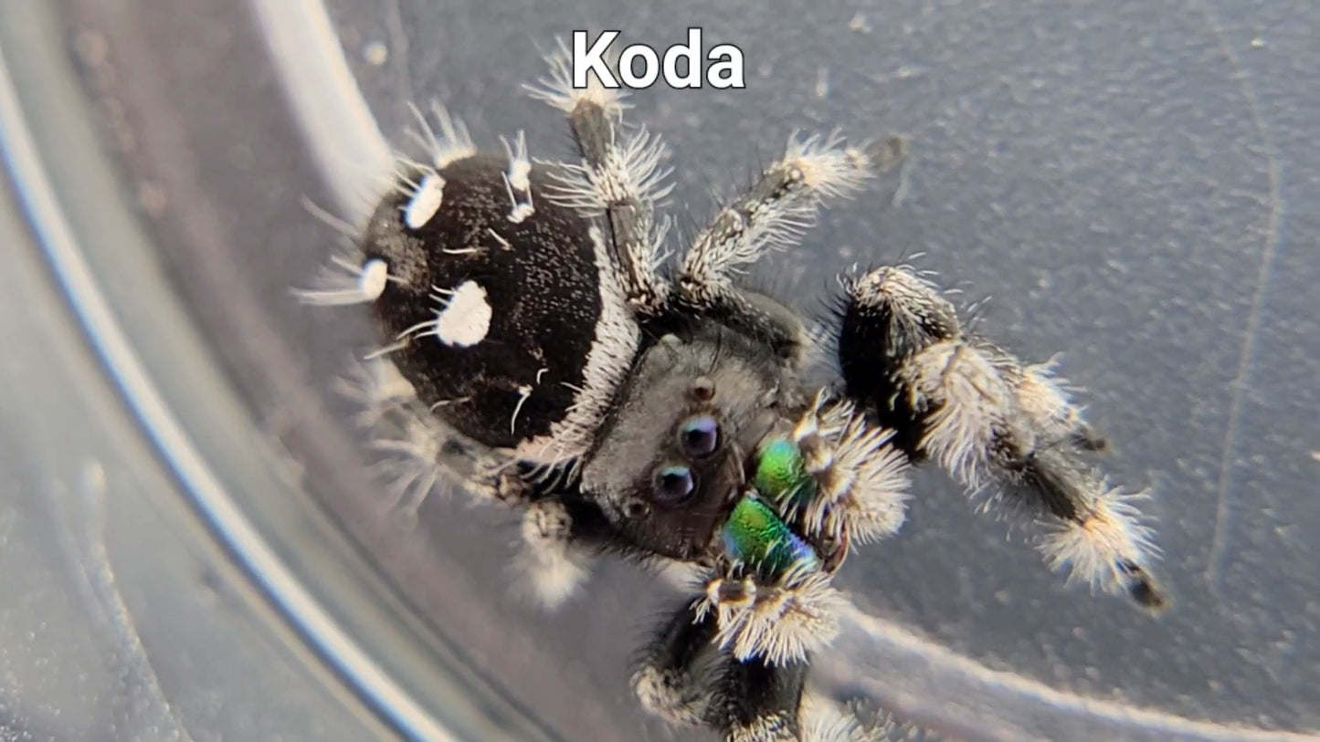 Koda - Male Regal (Shipping Invoiced Separately)