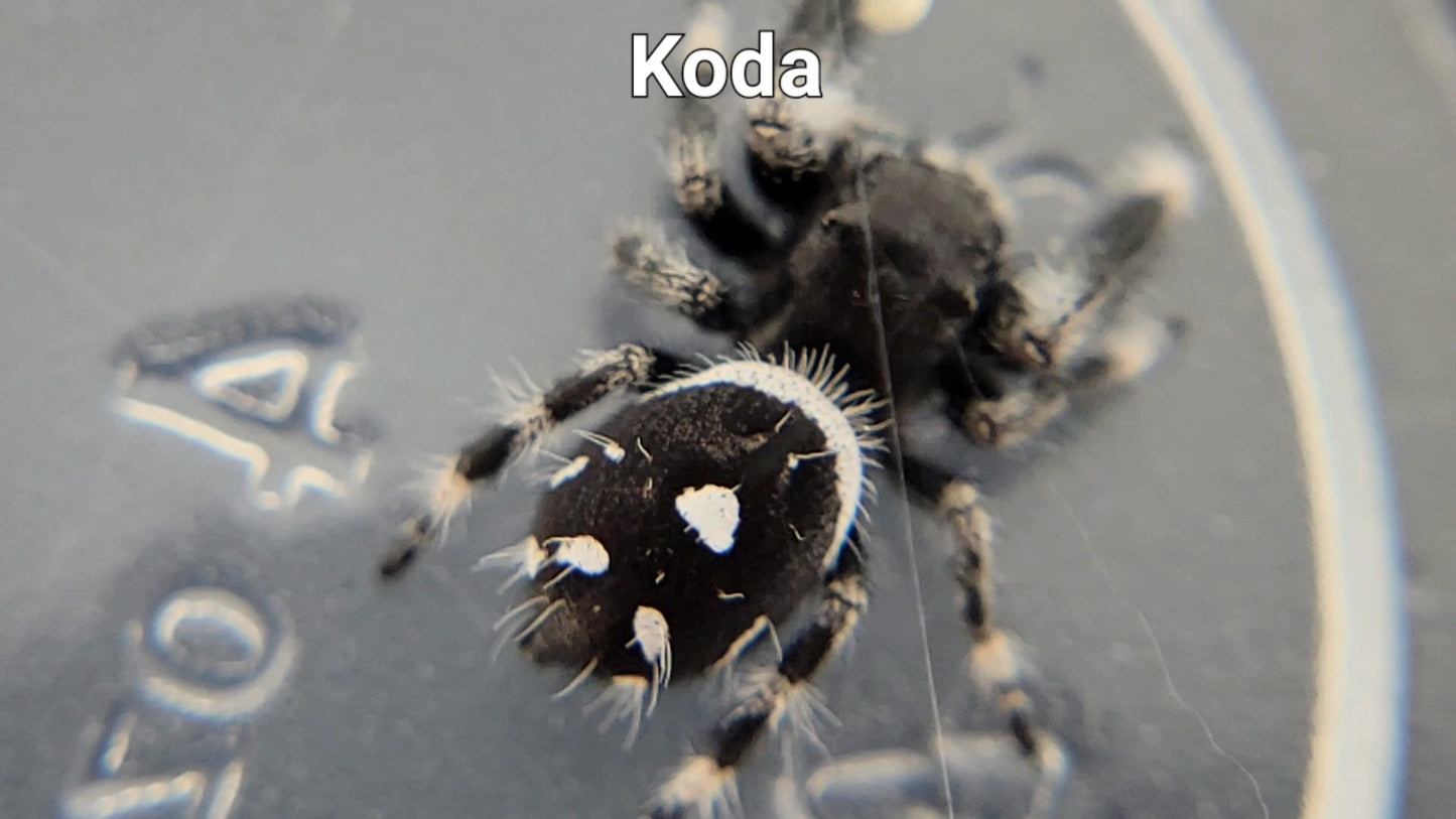 Koda - Male Regal (Shipping Invoiced Separately)