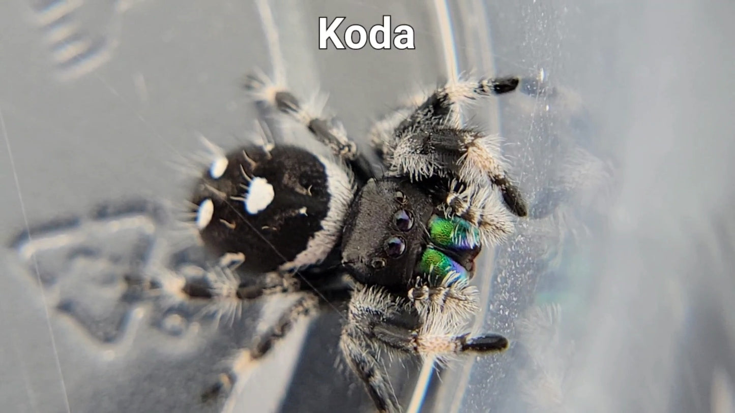 Koda - Male Regal (Shipping Invoiced Separately)