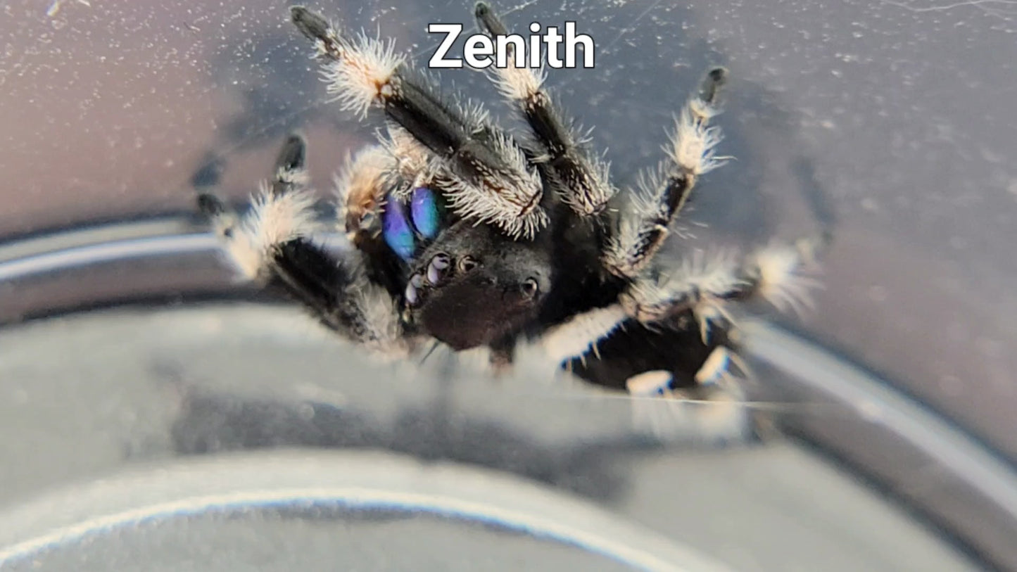 Zenith - Male Regal (Shipping Invoiced Separately)