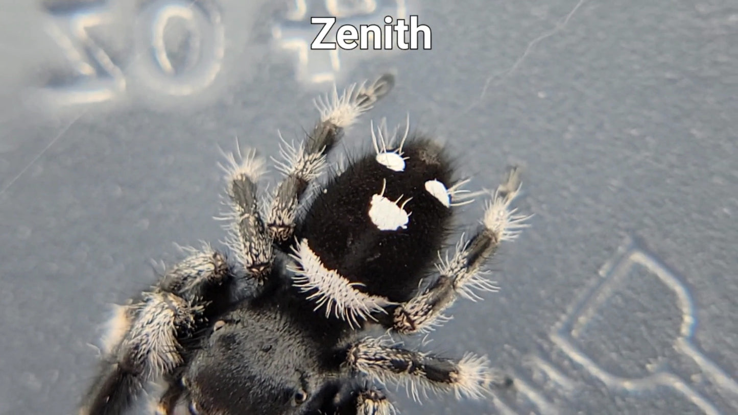 Zenith - Male Regal (Shipping Invoiced Separately)