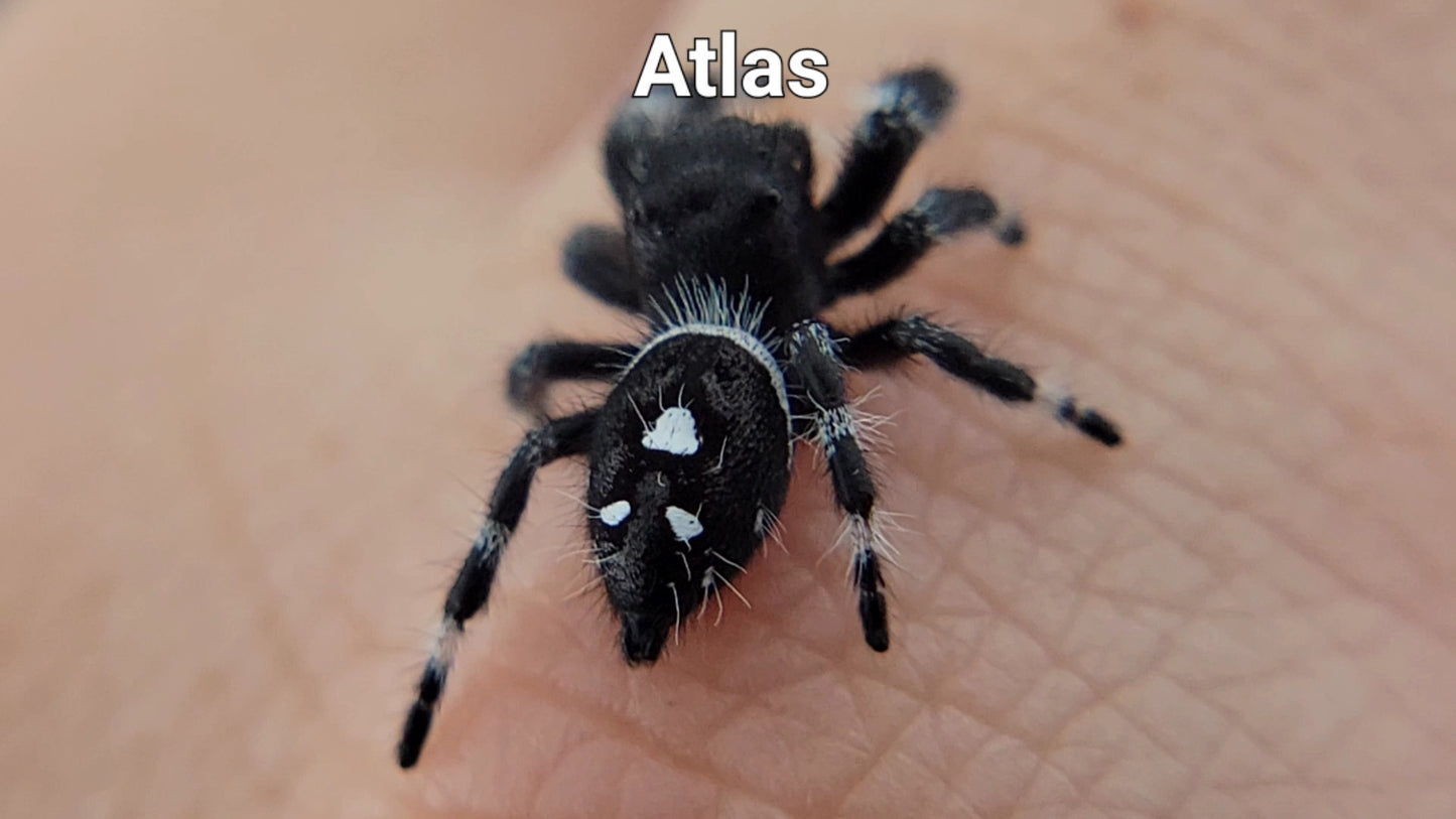 Atlas - Male Regal (Shipping Invoiced Separately)