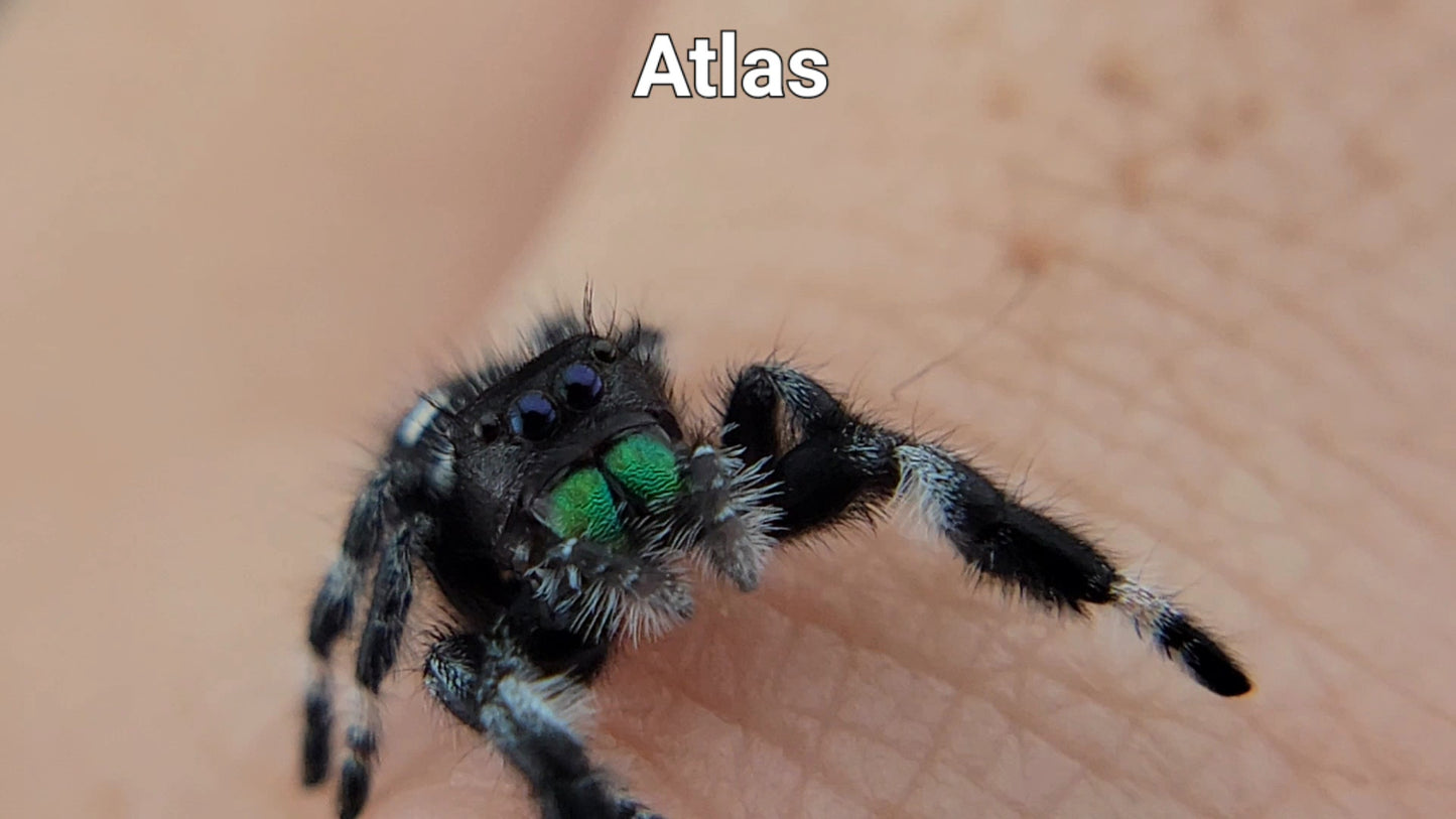 Atlas - Male Regal (Shipping Invoiced Separately)