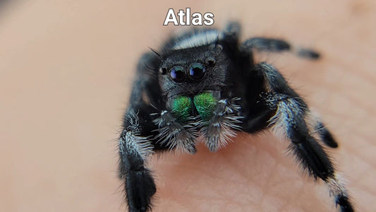 Atlas - Male Regal (Shipping Invoiced Separately)