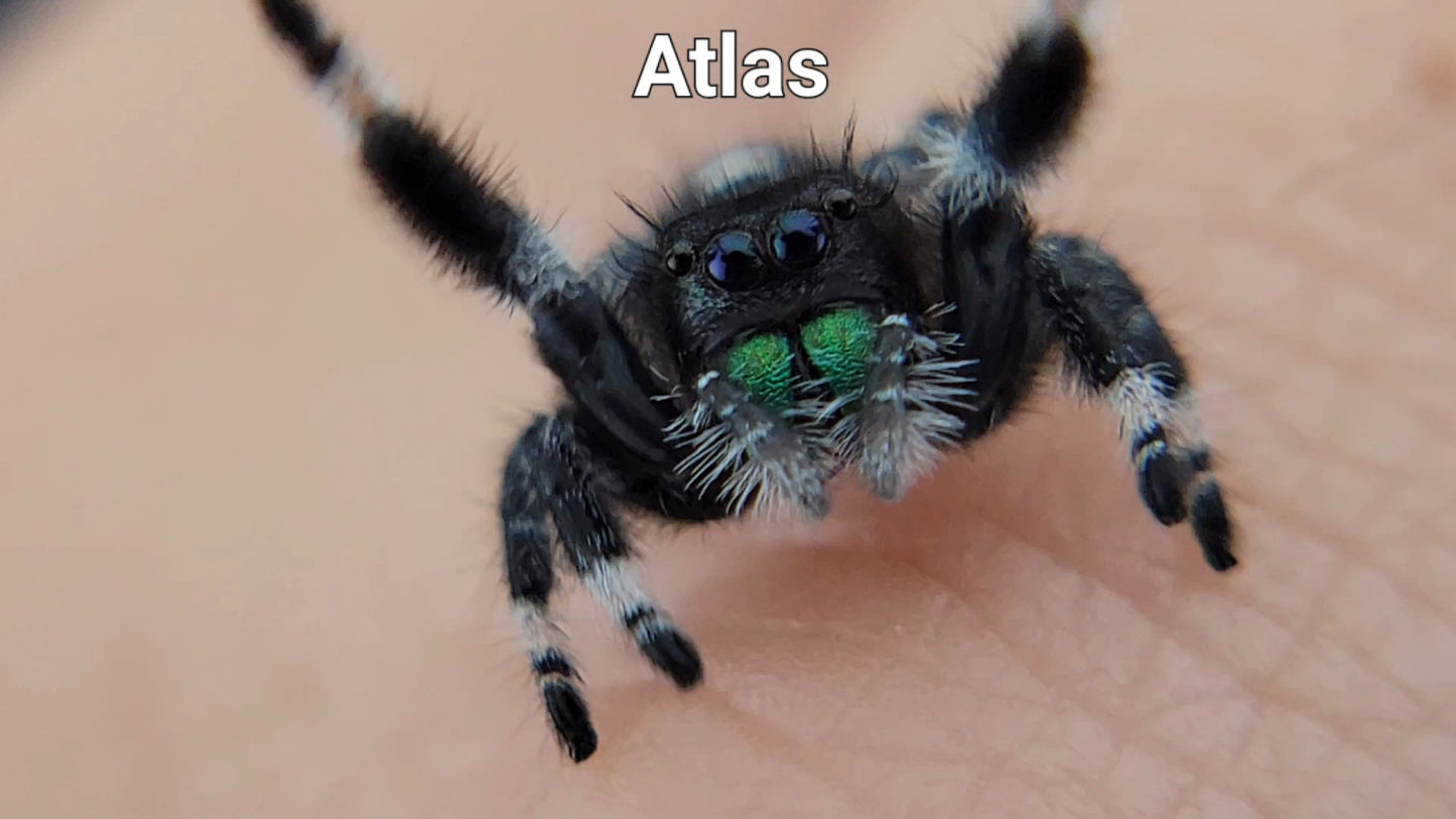 Atlas - Male Regal (Shipping Invoiced Separately)