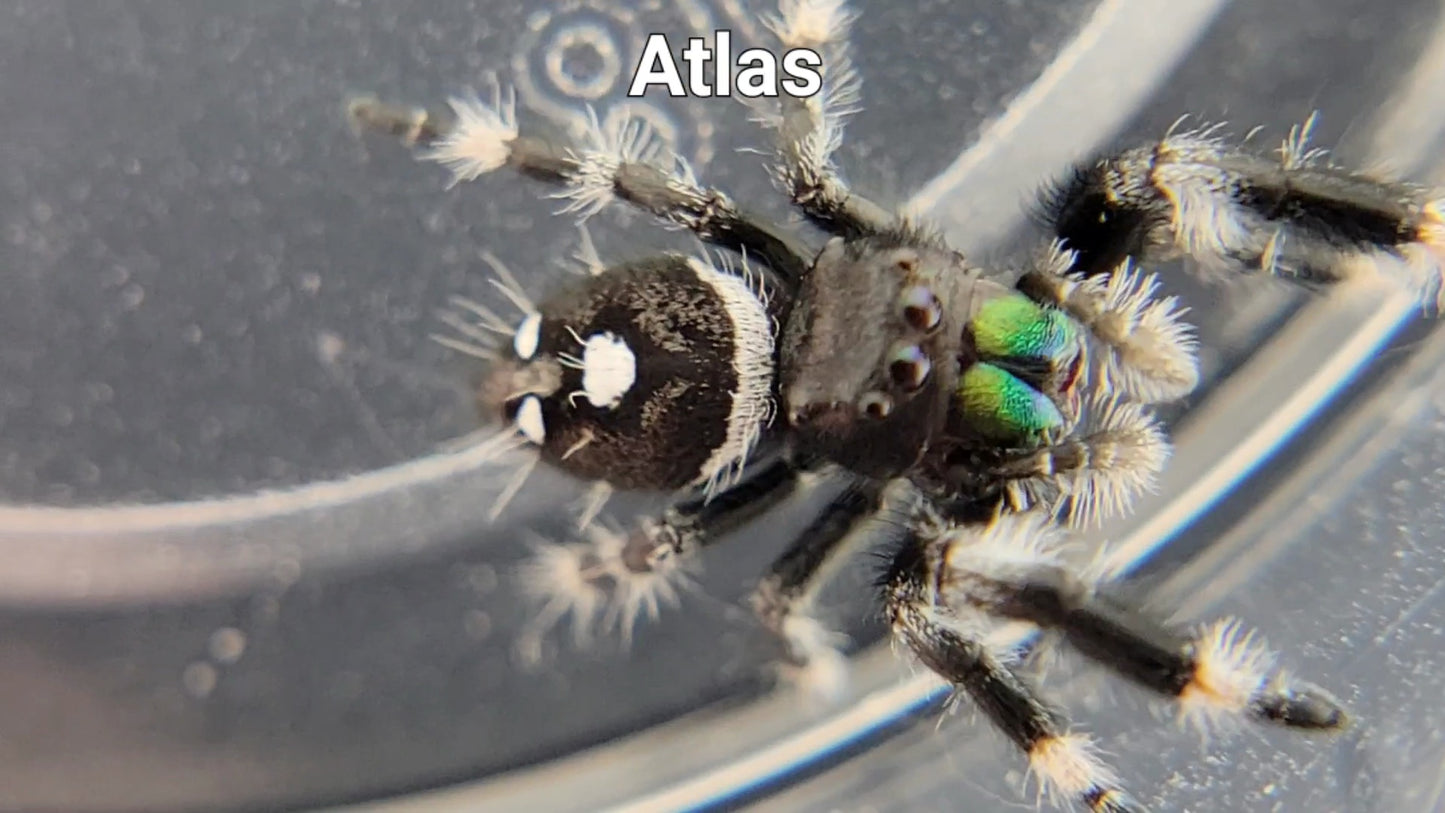 Atlas - Male Regal (Shipping Invoiced Separately)