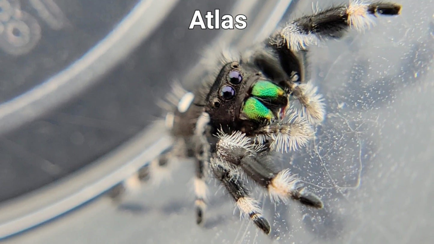 Atlas - Male Regal (Shipping Invoiced Separately)