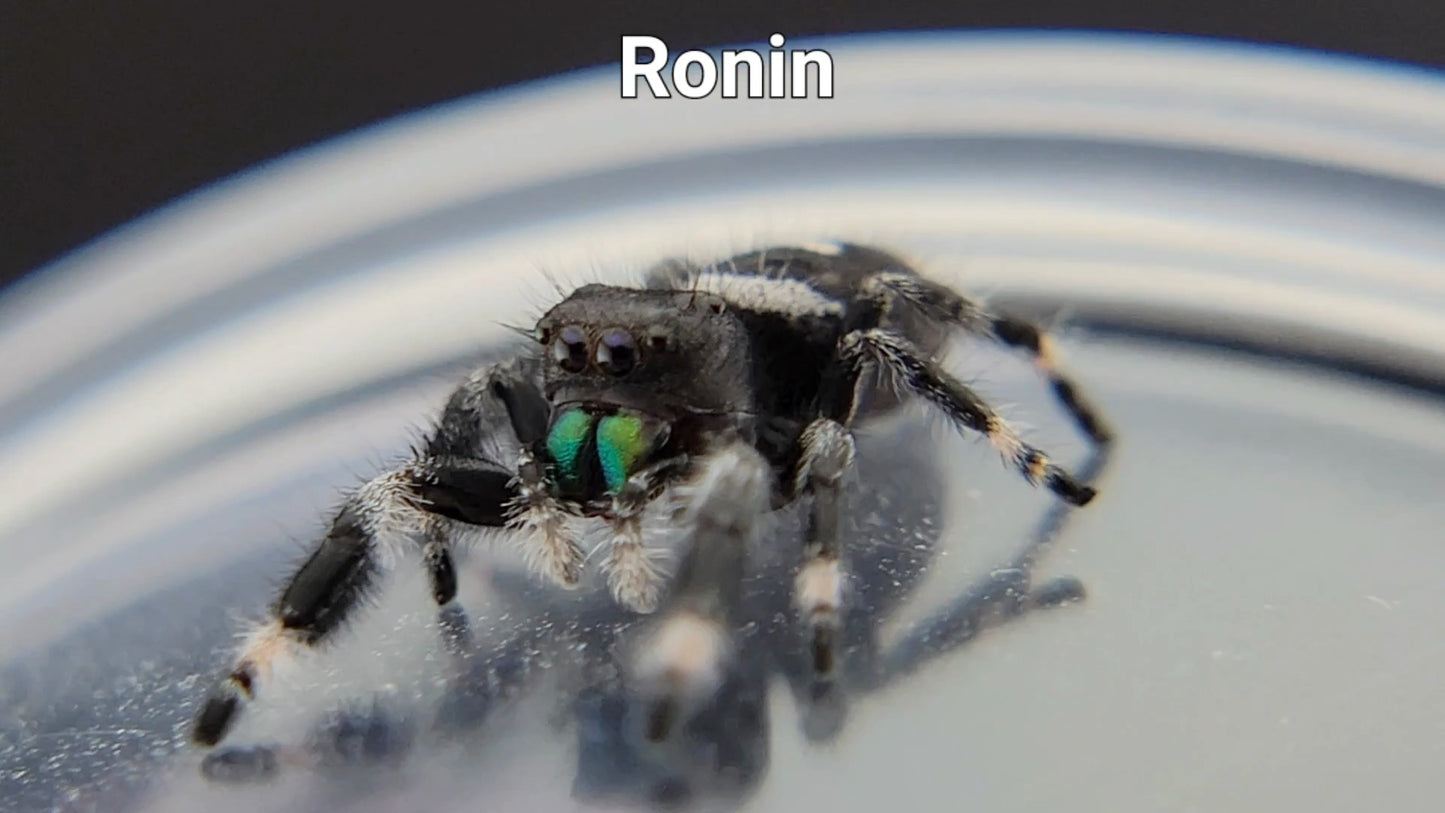 Ronin - Male Regal (Shipping Invoiced Separately)