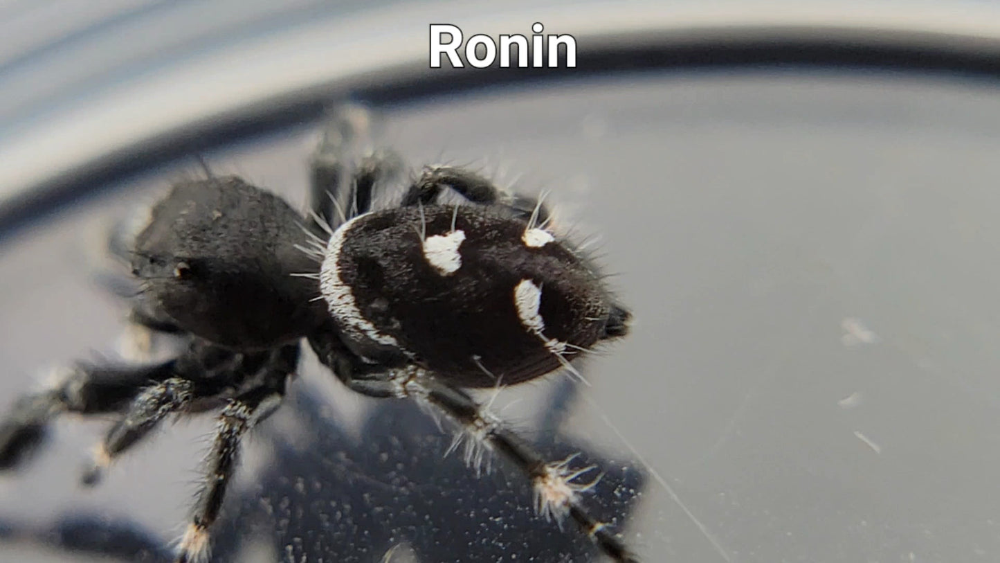 Ronin - Male Regal (Shipping Invoiced Separately)