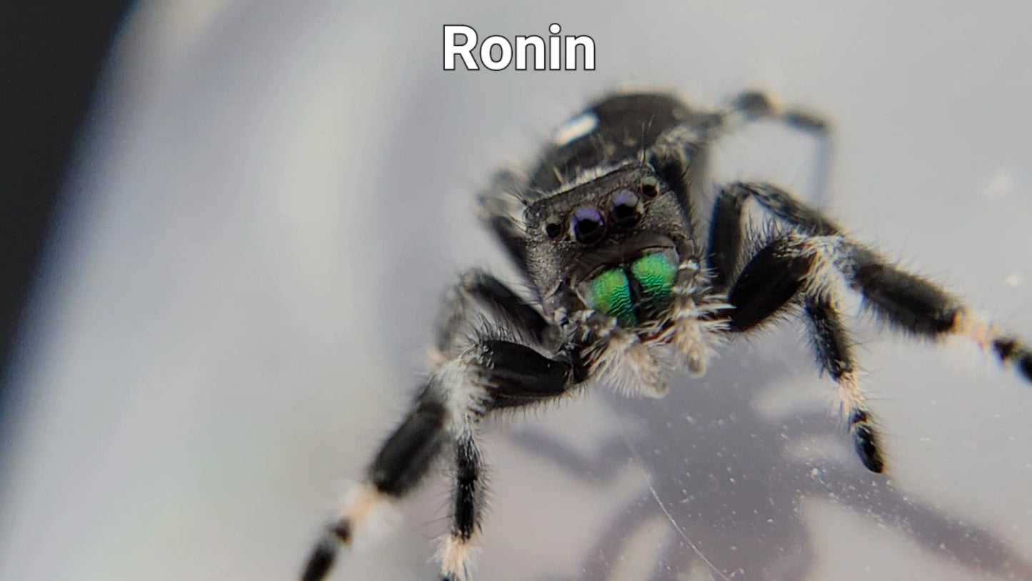 Ronin - Male Regal (Shipping Invoiced Separately)