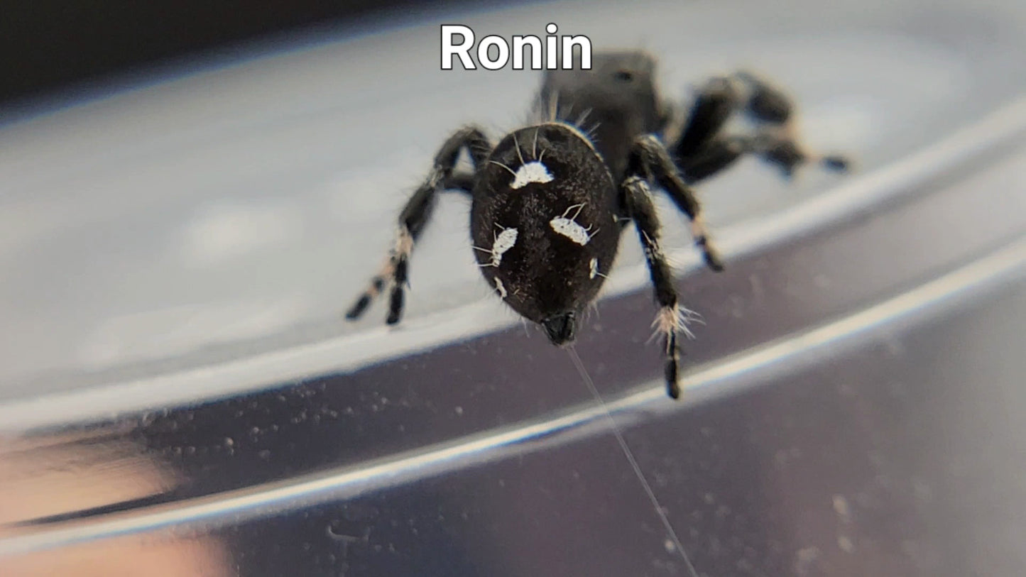 Ronin - Male Regal (Shipping Invoiced Separately)