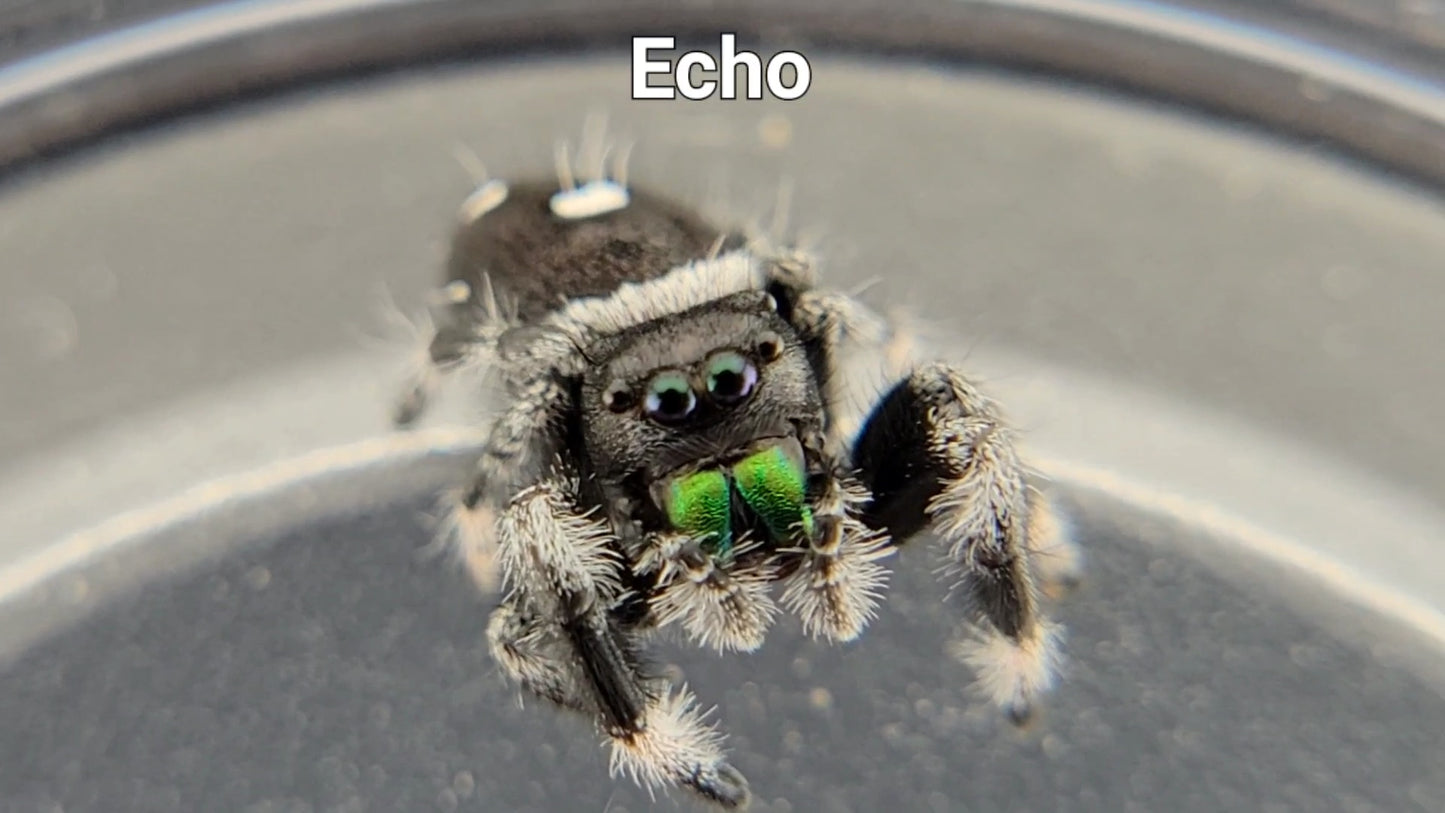 Echo - Male Regal (Shipping Invoiced Separately)