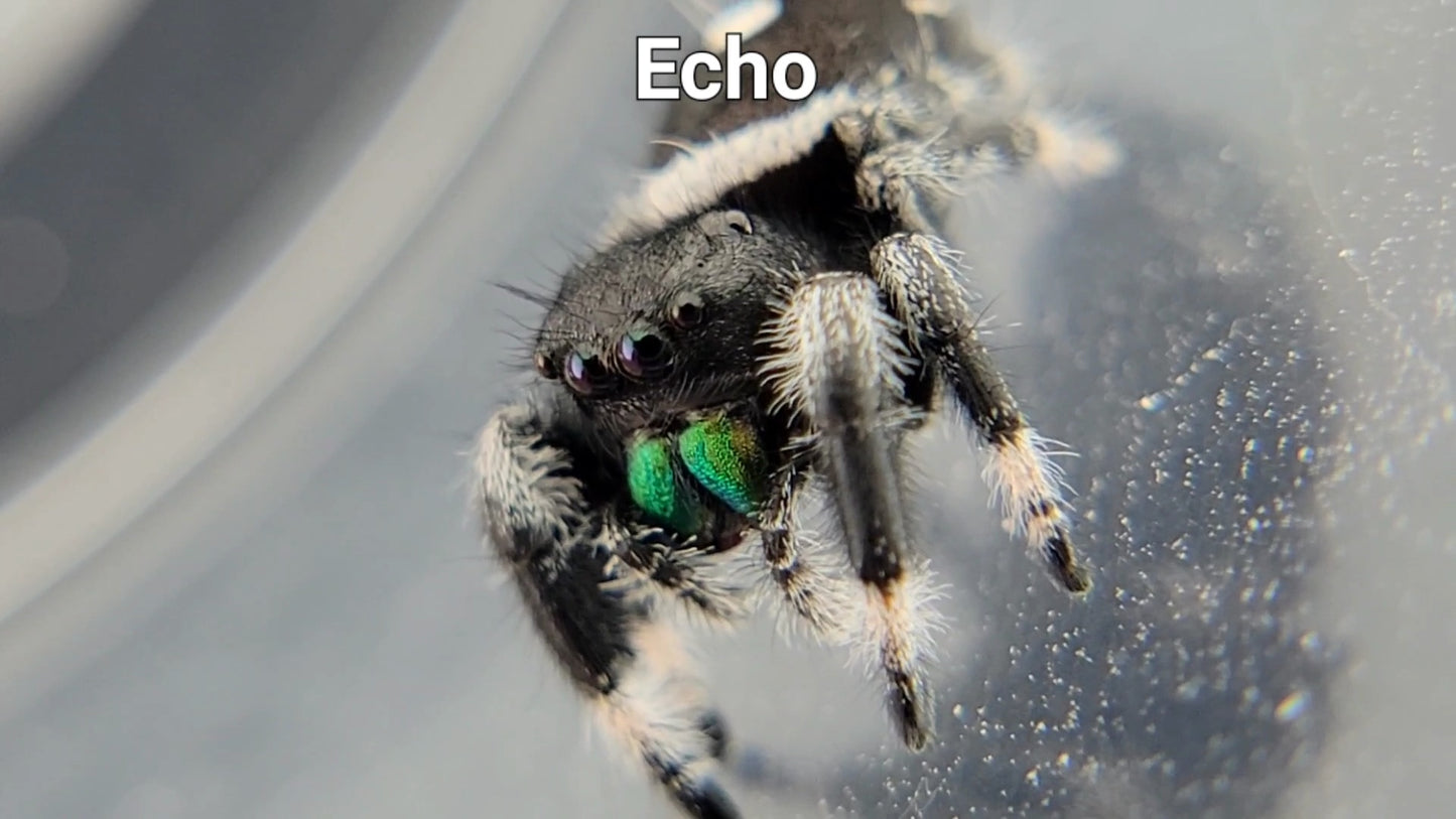 Echo - Male Regal (Shipping Invoiced Separately)