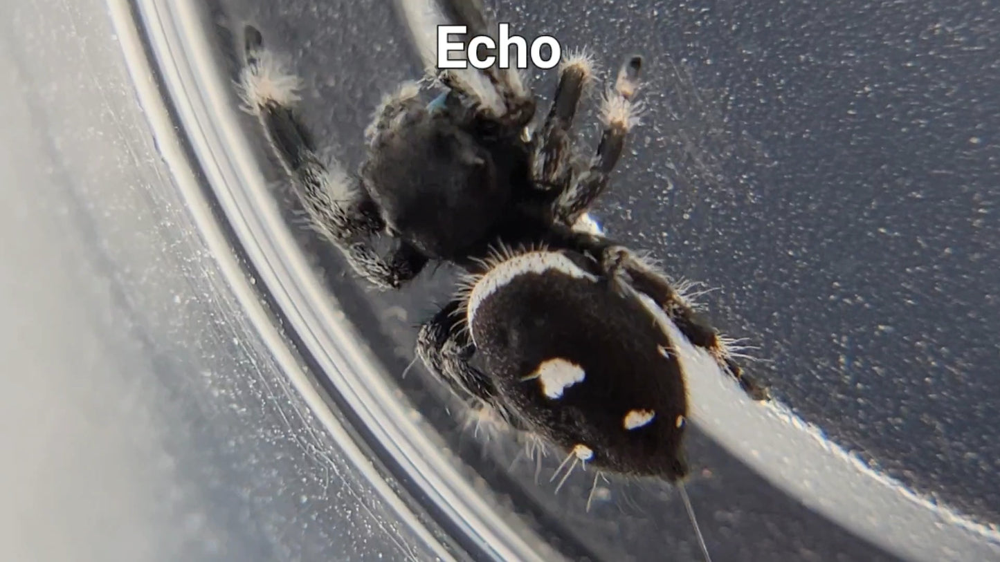 Echo - Male Regal (Shipping Invoiced Separately)