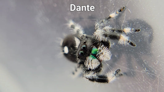 Dante - Male Regal (Shipping Invoiced Separately)