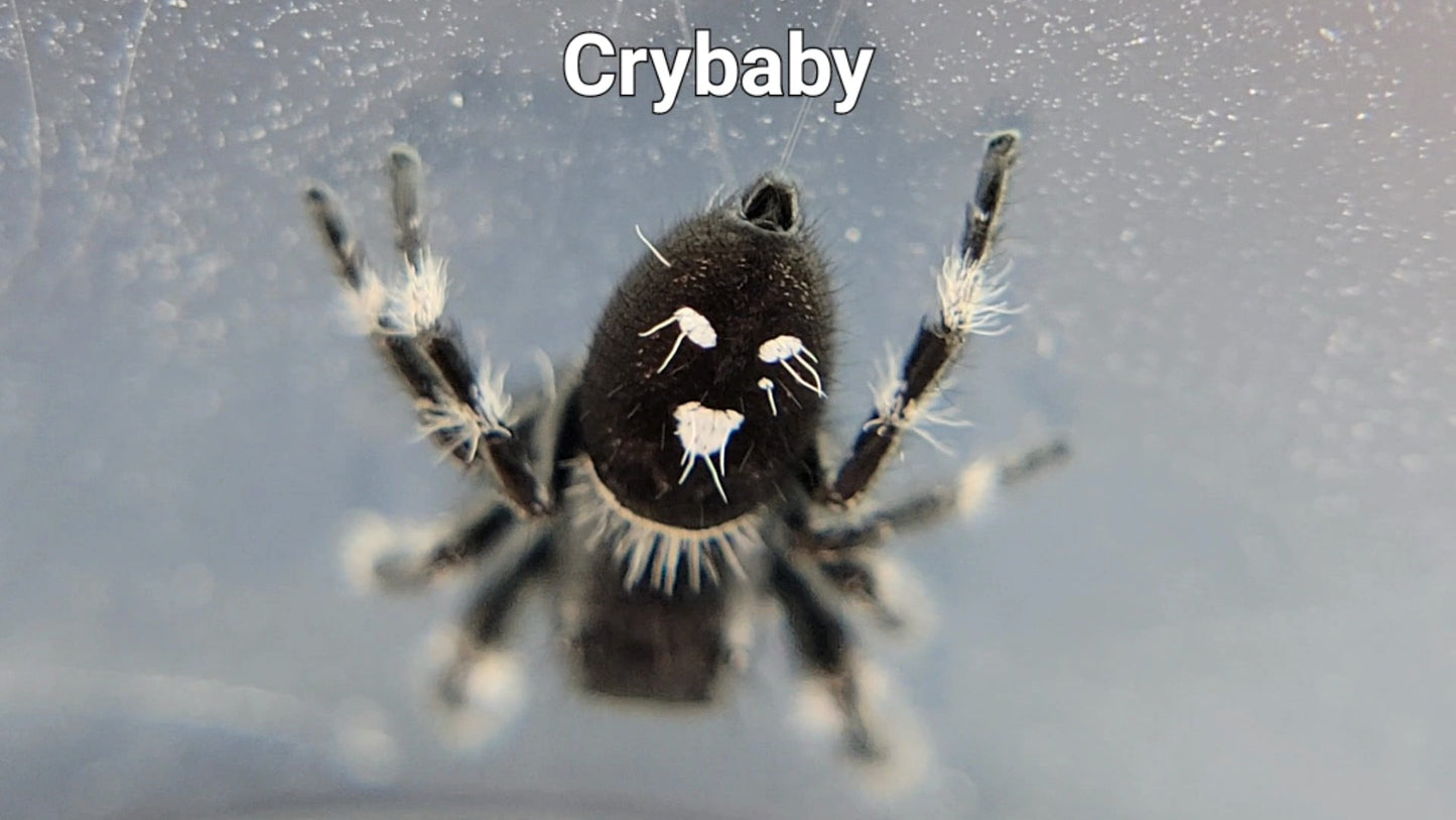 Crybaby - Male Regal (Shipping Invoiced Separately)