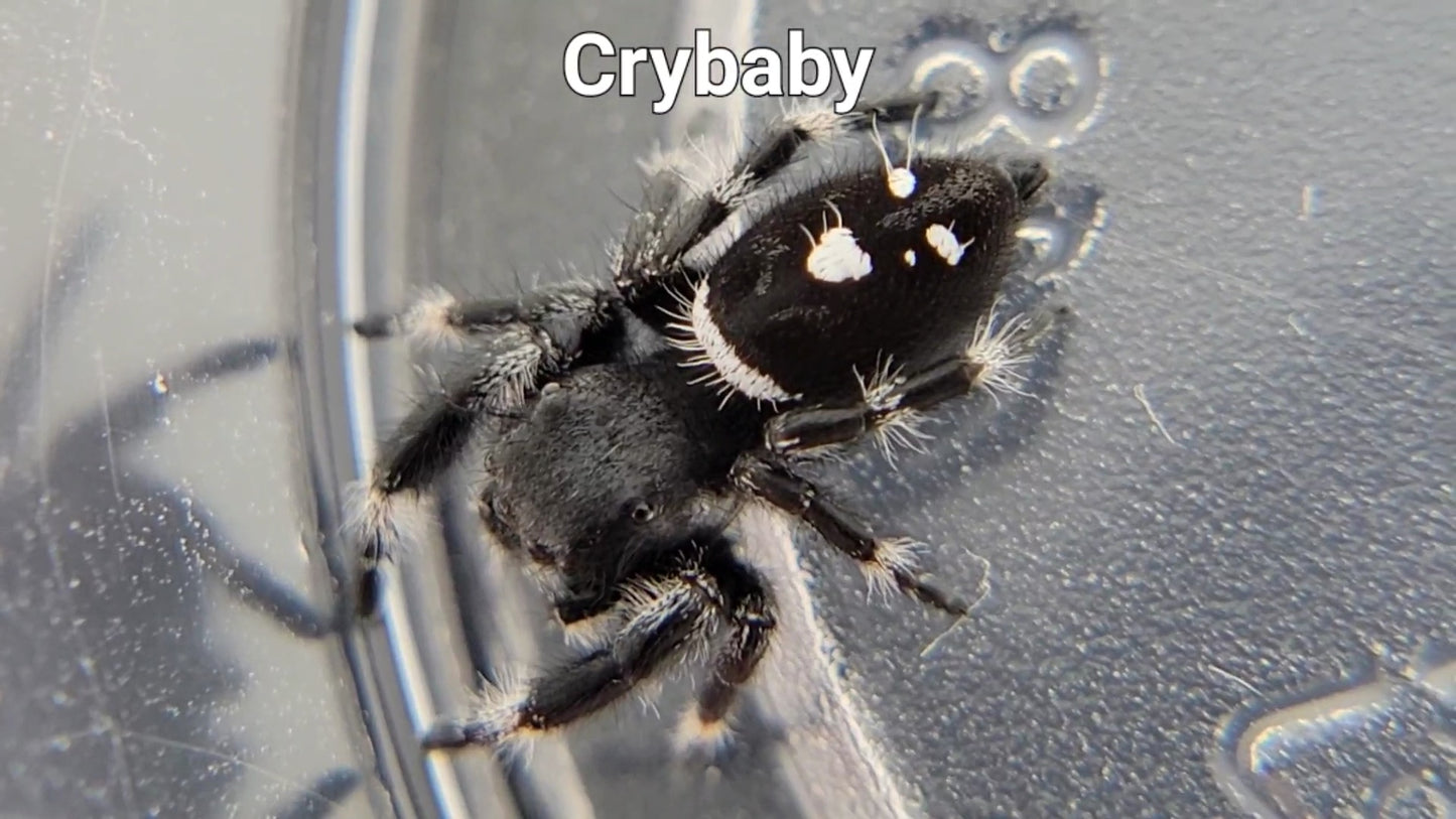 Crybaby - Male Regal (Shipping Invoiced Separately)