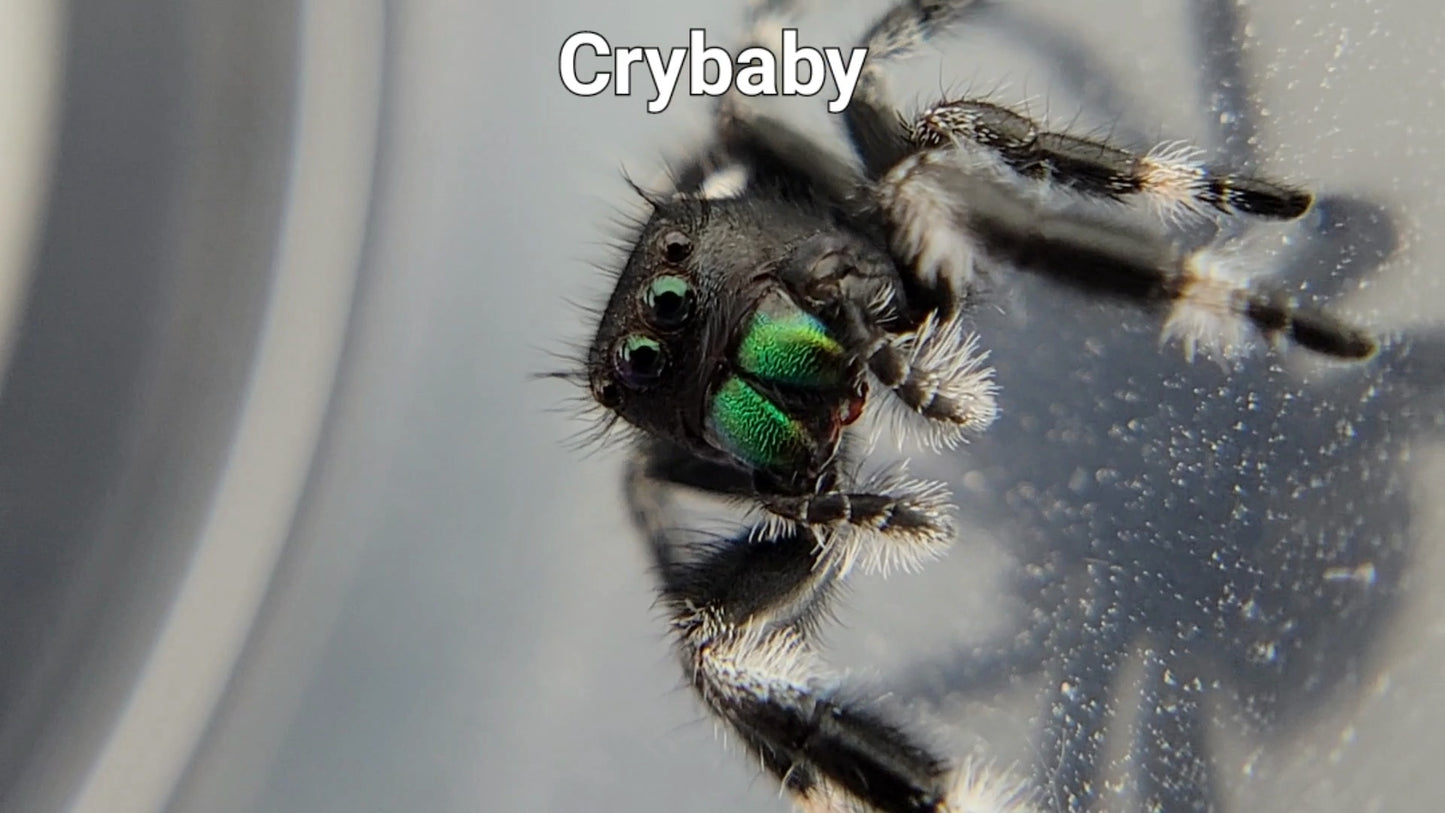 Crybaby - Male Regal (Shipping Invoiced Separately)