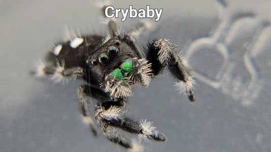 Crybaby - Male Regal (Shipping Invoiced Separately)