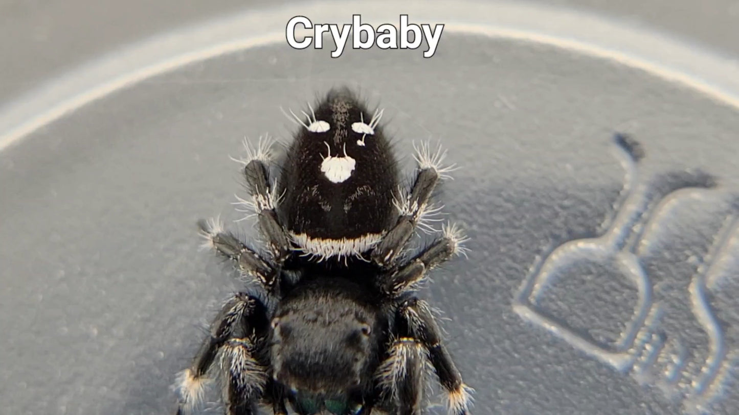 Crybaby - Male Regal (Shipping Invoiced Separately)