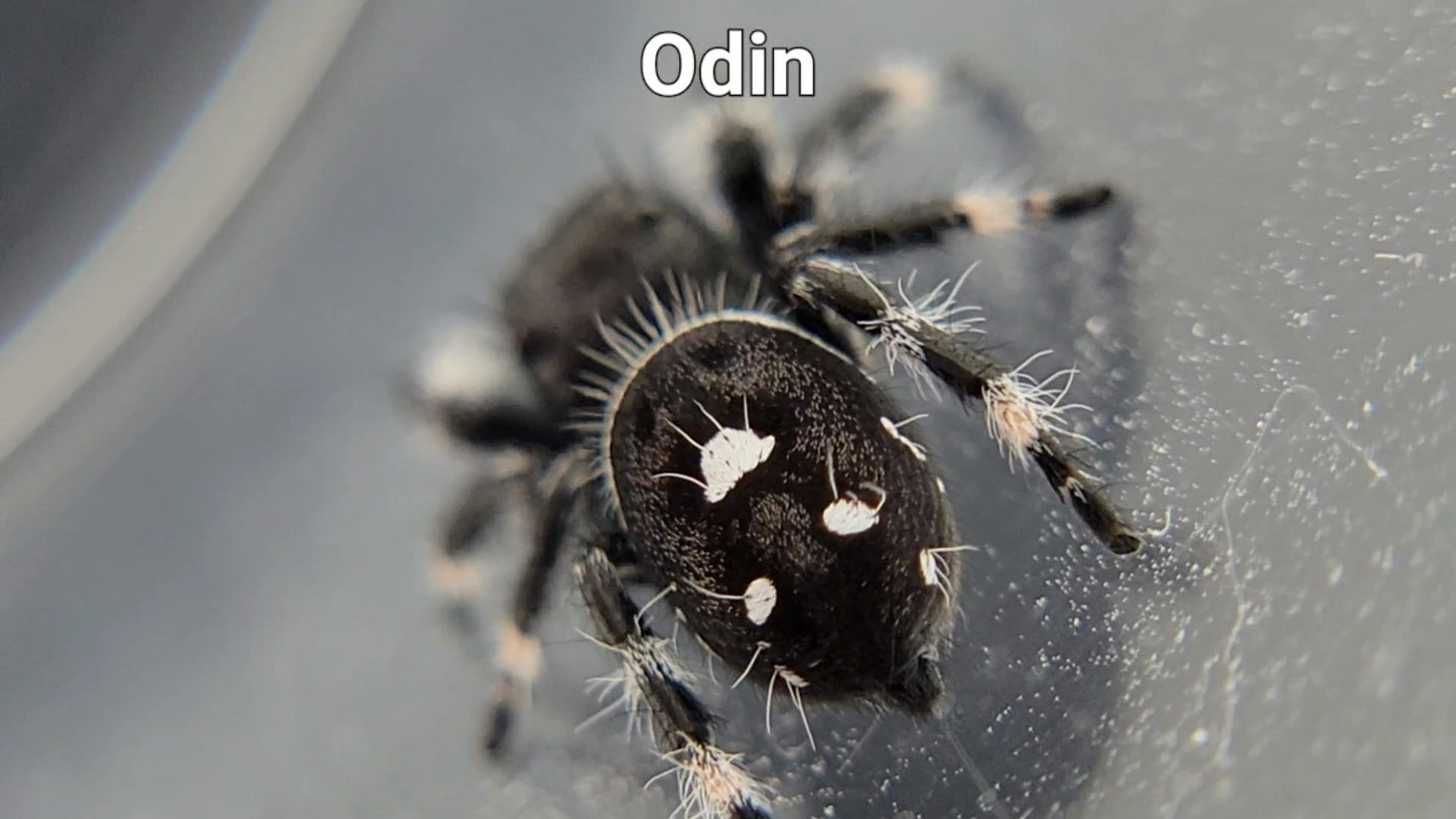 Odin - Male Regal (Shipping Invoiced Separately)