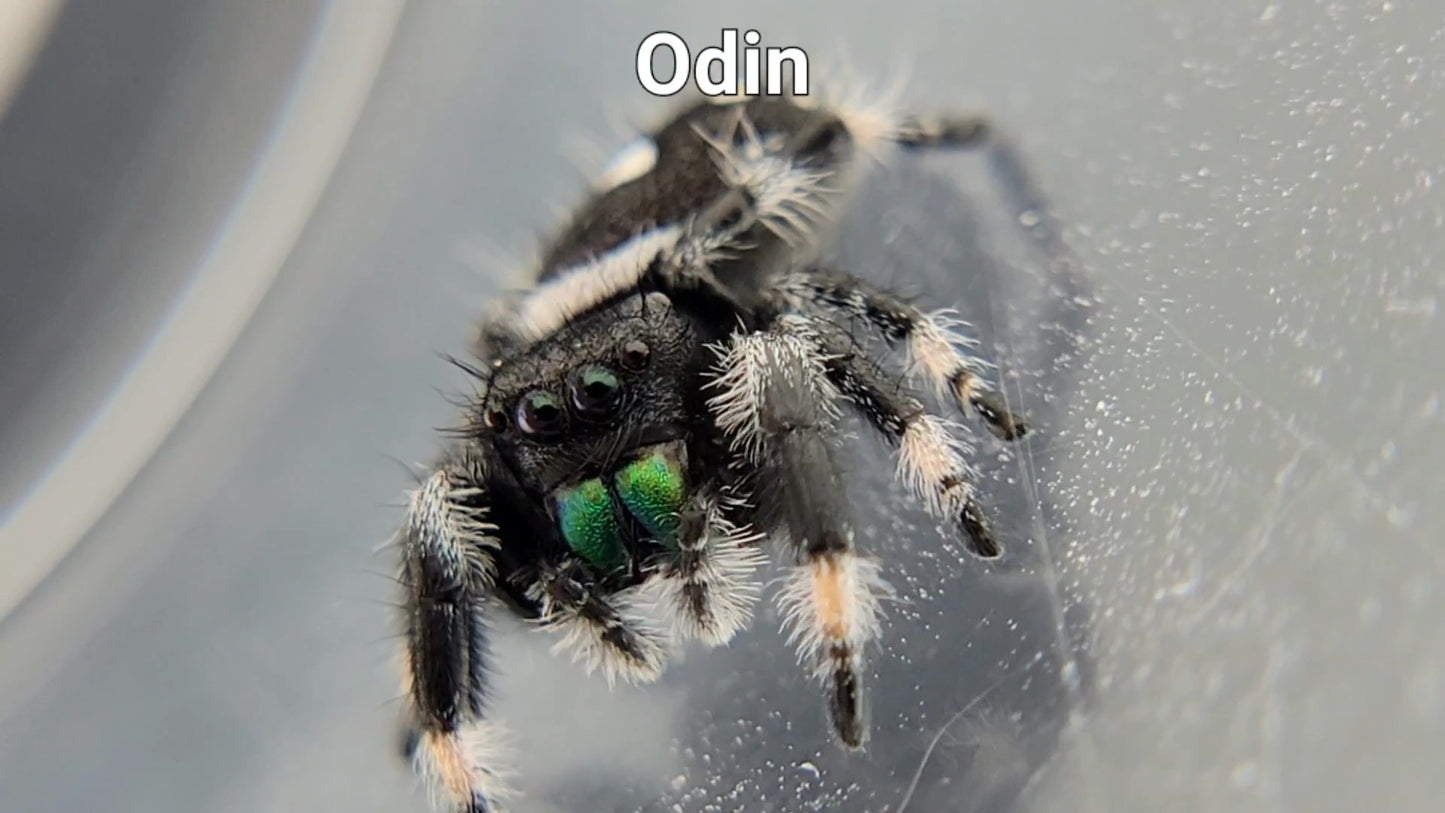 Odin - Male Regal (Shipping Invoiced Separately)