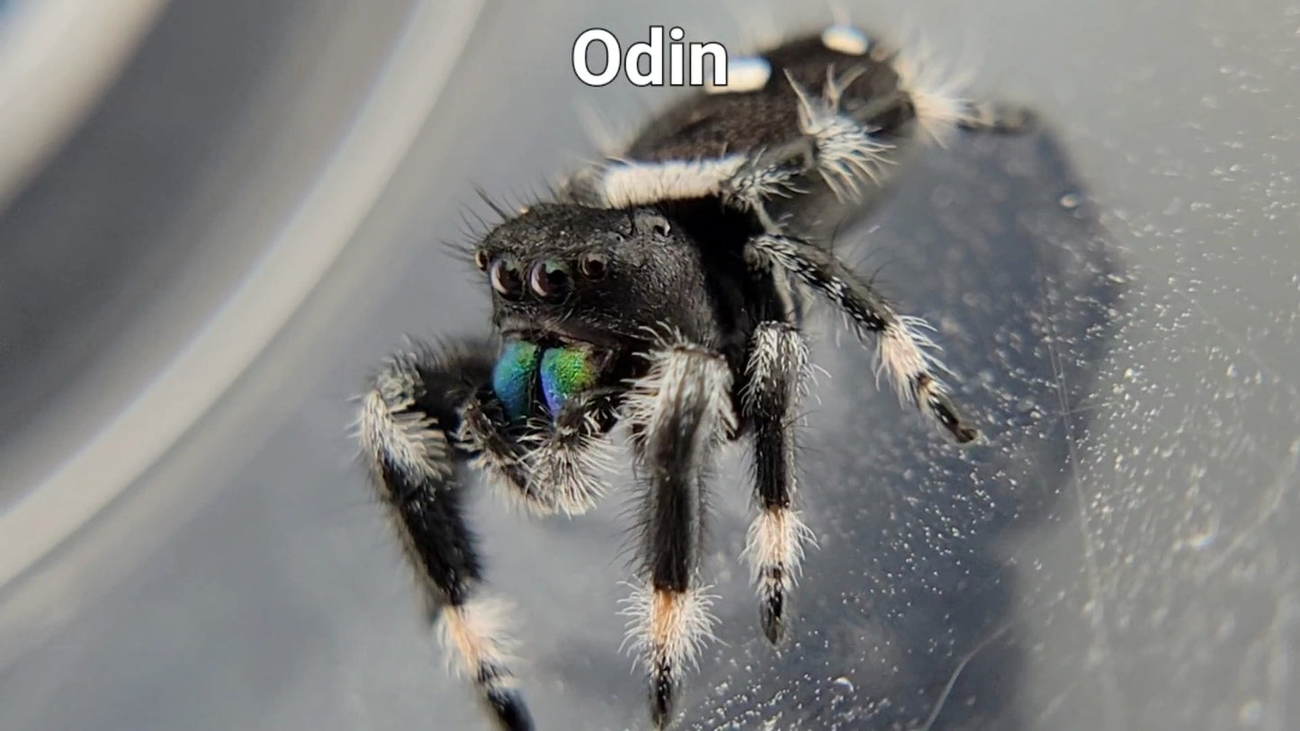 Odin - Male Regal (Shipping Invoiced Separately)