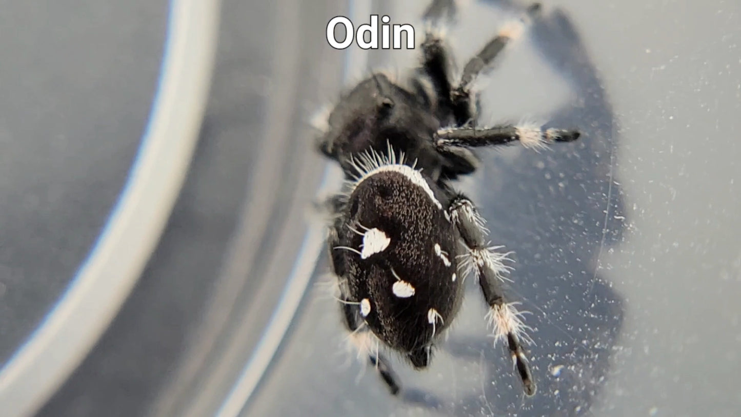 Odin - Male Regal (Shipping Invoiced Separately)