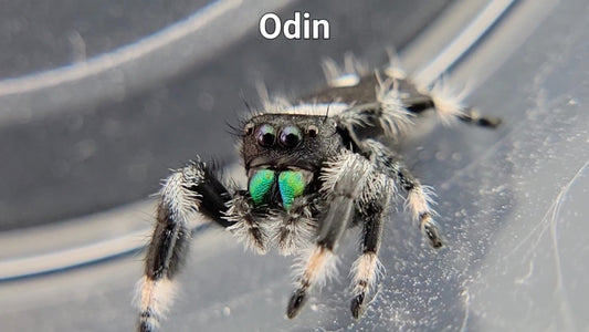 Odin - Male Regal (Shipping Invoiced Separately)