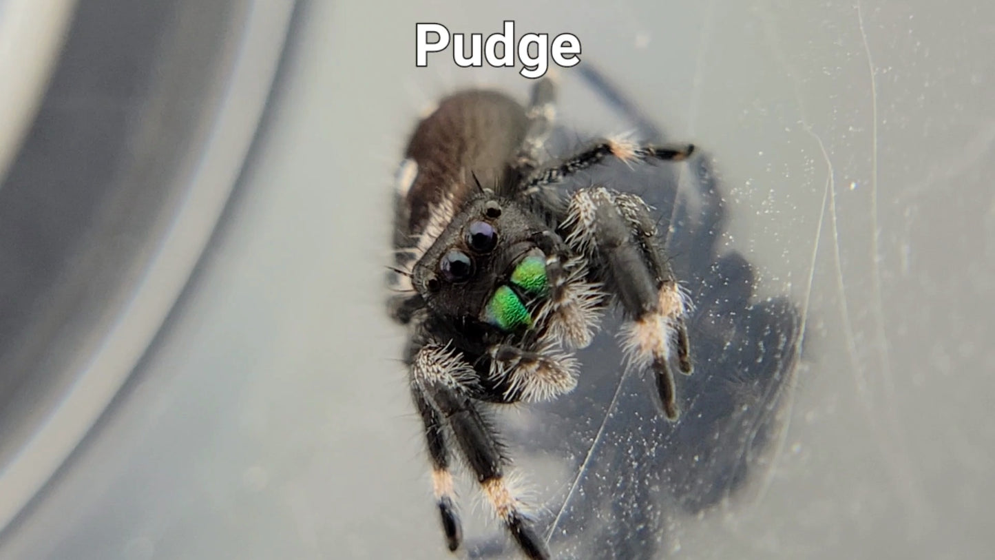 Pudge - Male Regal (Shipping Invoiced Separately)