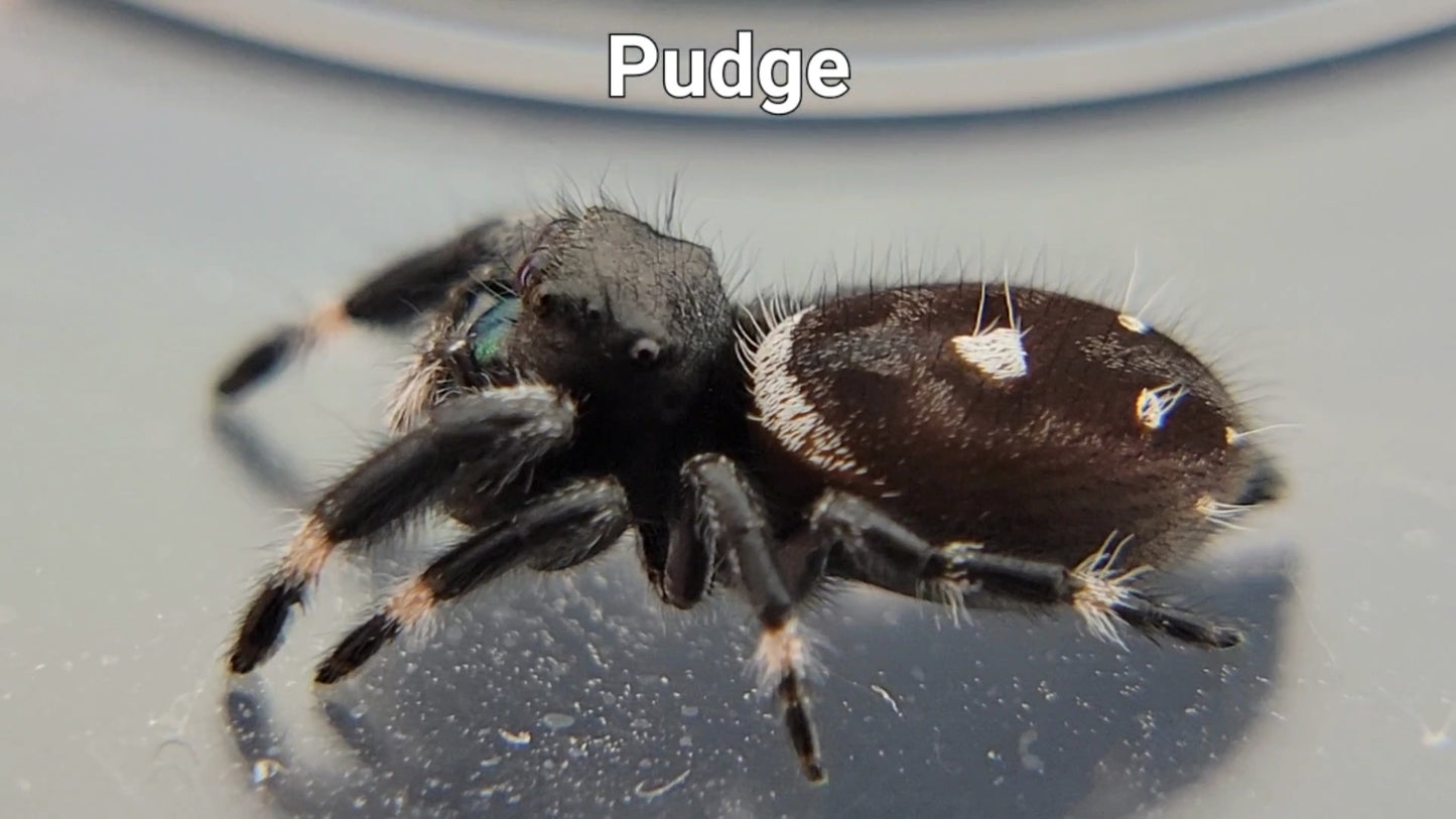 Pudge - Male Regal (Shipping Invoiced Separately)