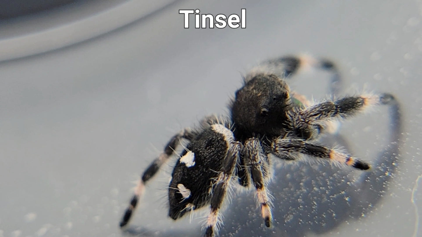 Tinsel - Male Regal (Shipping Invoiced Separately)