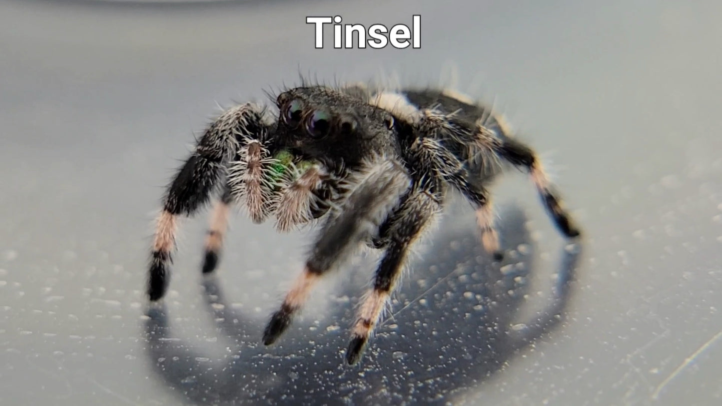 Tinsel - Male Regal (Shipping Invoiced Separately)