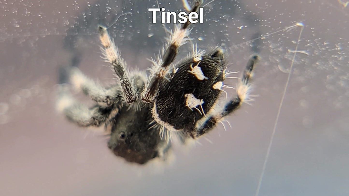 Tinsel - Male Regal (Shipping Invoiced Separately)